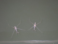 Aquarius adelaidis