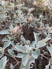 Barleria albostellata