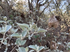 Barleria albostellata