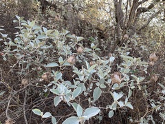 Barleria albostellata