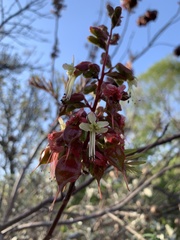 Erythrophysa transvaalensis