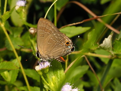 Deudorix epijarbas menesicles