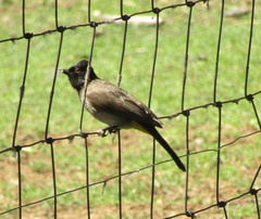 Pycnonotus nigricans superior