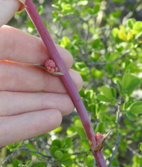 Hesperaloe parviflora