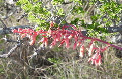 Hesperaloe parviflora