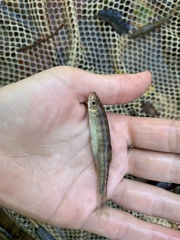 Lythrurus fasciolaris