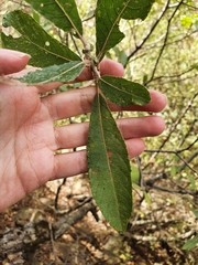 Salix pedicellata