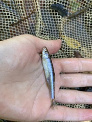 Lythrurus fasciolaris