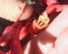 Hesperaloe parviflora