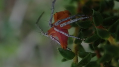 Oxyopes flavipalpis