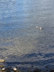 Podiceps auritus