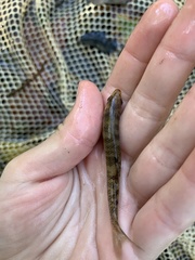 Lythrurus fasciolaris