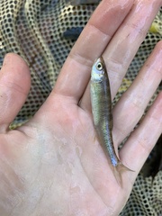 Lythrurus fasciolaris