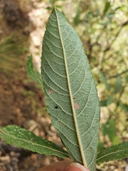 Salix pedicellata