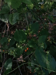 Lycianthes lenta