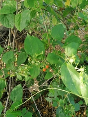 Lycianthes lenta