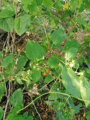 Lycianthes lenta