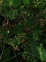 Lycianthes lenta
