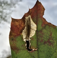 Coptotriche castaneaeella