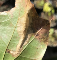 Coptotriche castaneaeella