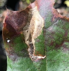 Coptotriche castaneaeella