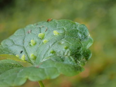 Rondaniola bursaria