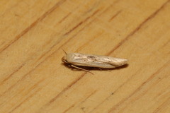 Blastobasis lacticolella