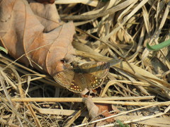 Erynnis montanus