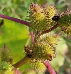 Xanthium