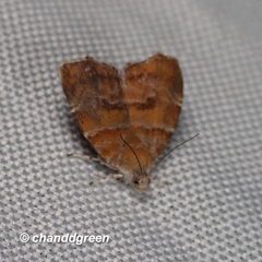 Choreutis achyrodes