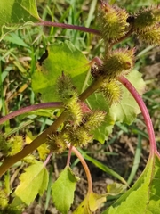Xanthium