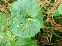 Rondaniola bursaria