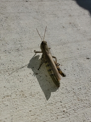 Melanoplus differentialis