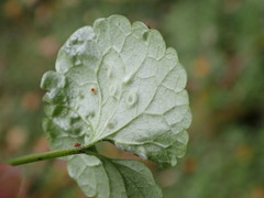 Rondaniola bursaria