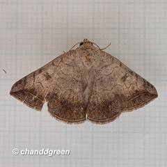 Blasticorhinus rivulosa