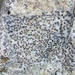 Smokey-eyed Boulder Lichen - Photo (c) John Boback, some rights reserved (CC BY-NC), uploaded by John Boback