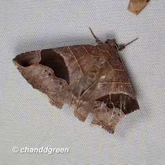 Bastilla joviana