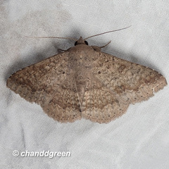 Ericeia subcinerea