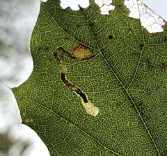 Stigmella nigriverticella