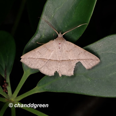 Ugia purpurea