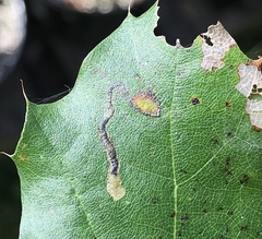 Stigmella nigriverticella