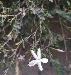 Jasminum grandiflorum