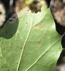 Stigmella nigriverticella