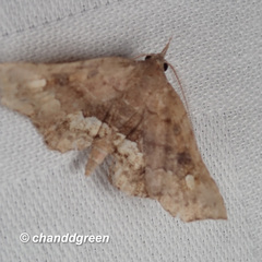 Throana pectinifer