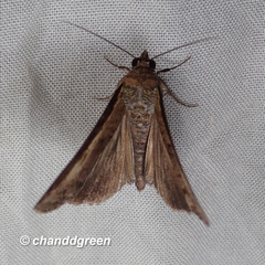 Lophoptera squammigera
