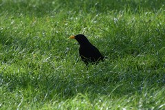 Turdus merula