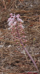 Lachenalia latimerae