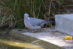 Columba palumbus