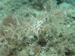 Monacanthus ciliatus