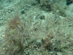 Monacanthus ciliatus